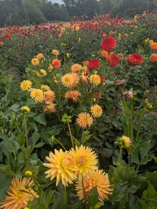 a field of dahlia flowers