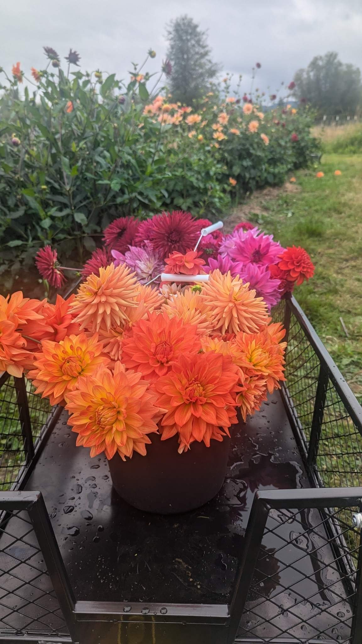 beautiful dahlias in a bucket at petalworks flower farm