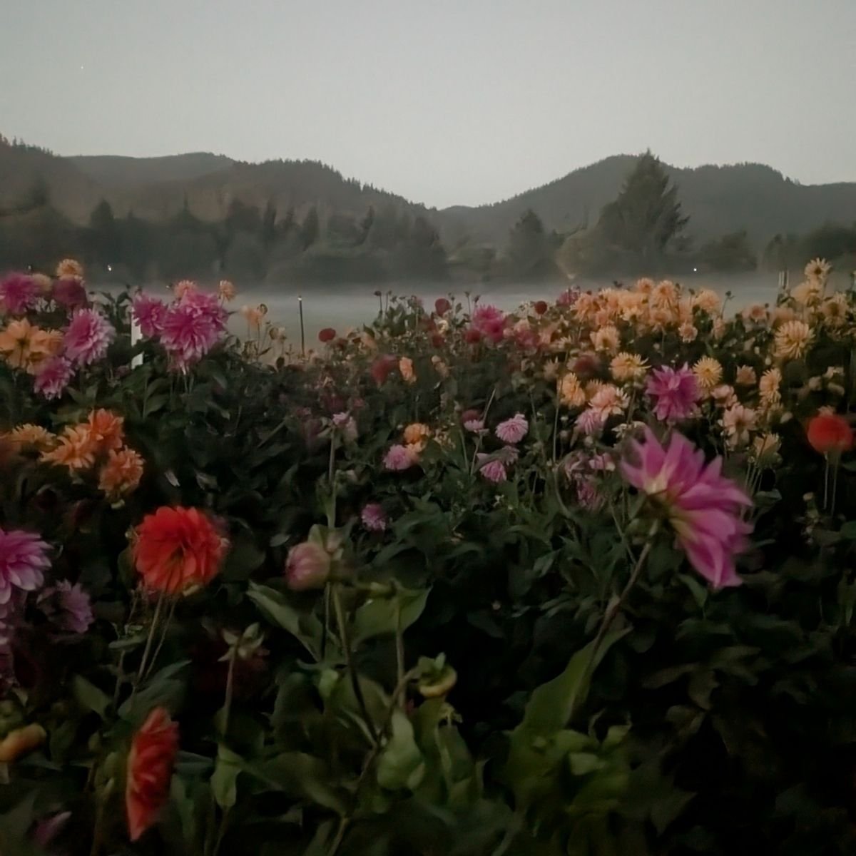 field of dahlias in the mist with a background of mountains in the PNW