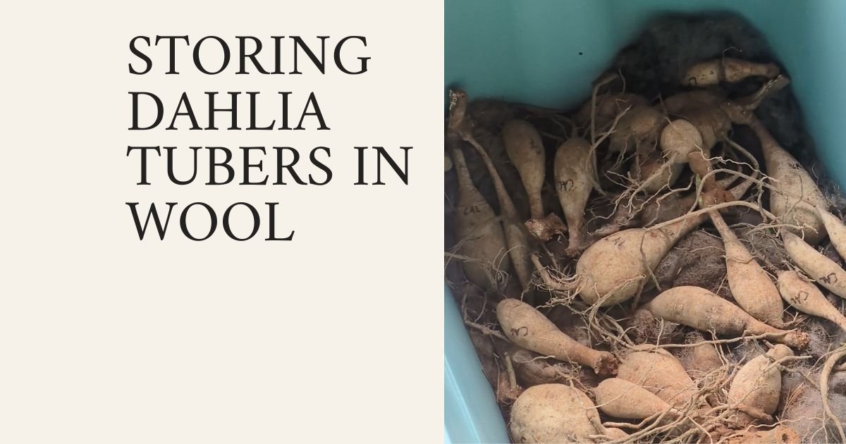 title card that says storing dahlia tubers in wool with an image of tubers in a plastic tub surrounded by wool