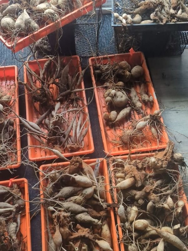 dahlia tubers ready for winter storage