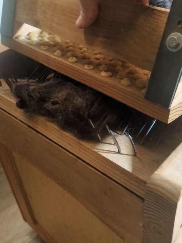 a swing picker with brown wool in its teeth