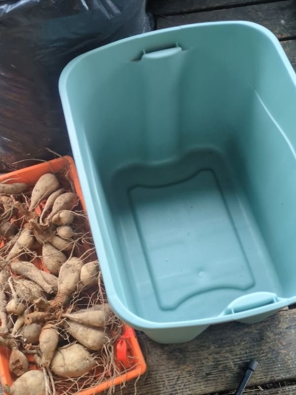 getting ready to store dahlia tubers for the winter