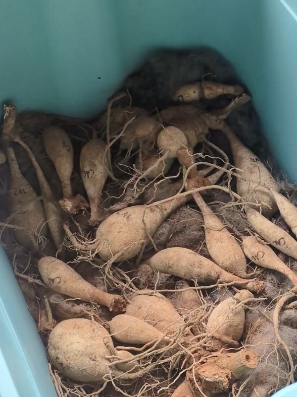 dahlia tubers in a plastic tub on top of wool for winter storage
