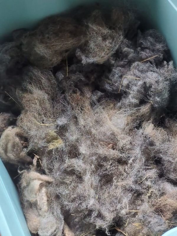 tub of dahlia tubers stored overwinter in wool