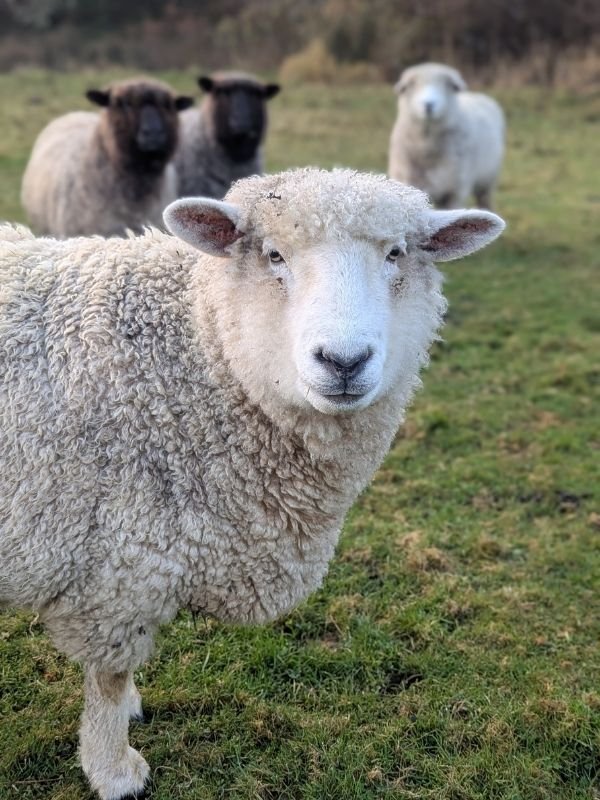 a sheep standing in the grass at petalworks farm
