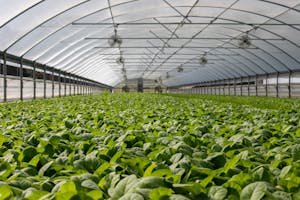 a vibrant indoor greenhouse filled with fresh green plants ready for harvest.