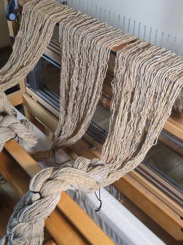 warp chains hanging on a loom ready to be wound on the back beam