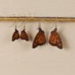 leather monarch butterfly dangle earrings hanging on a piece of twine. sizes large and small