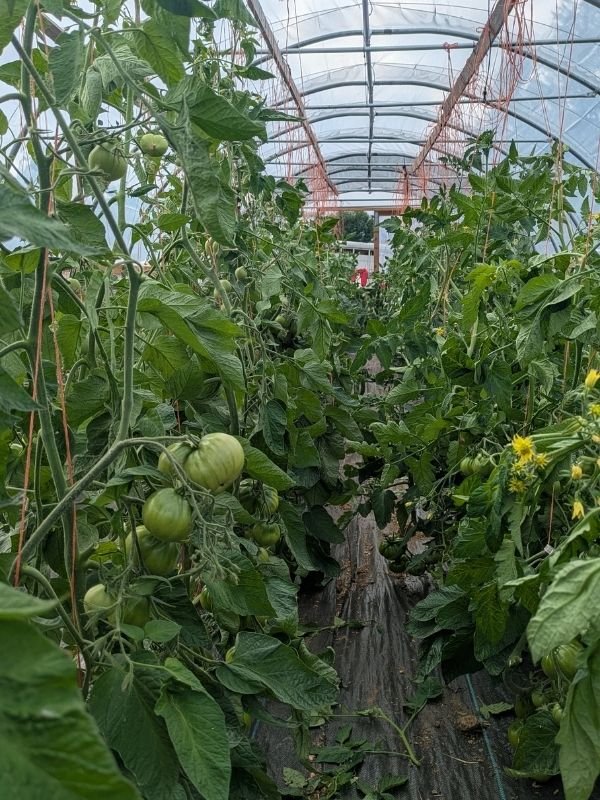 inside a high tunnel with abundant tomatoes growing on a trellis