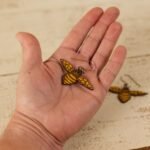 large leather bee dangle held by a hand to show scale